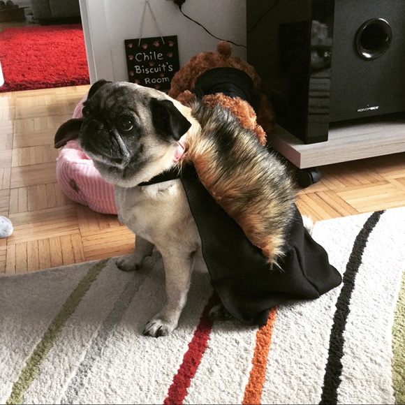 Meet Penny & Chile Biscuit! - Picture 2 of 7